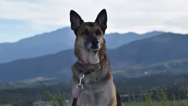 Dog in park