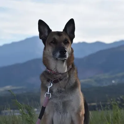 Dog in park