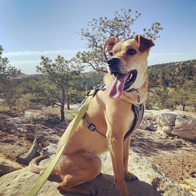 Dog at Ute Valley Park