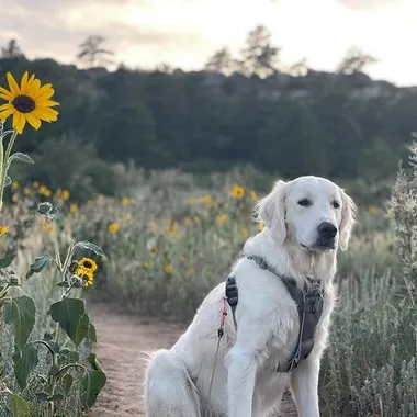 Dog at Ute Valley Park