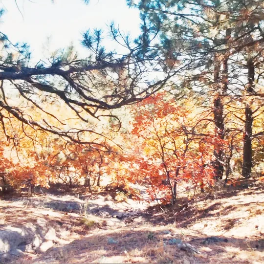 Historic Ute Valley Park photo 17