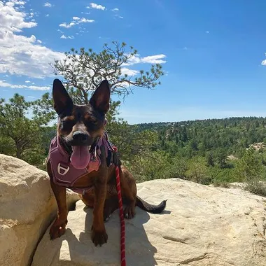 Dog at Ute Valley Park