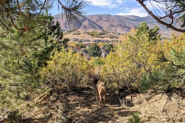A deer in Ute Valley Park