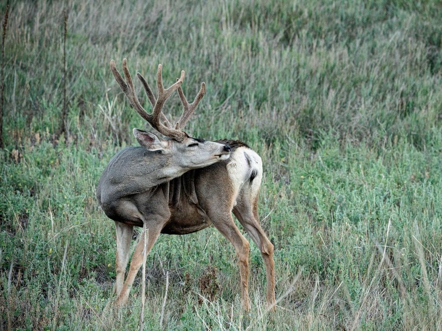 Two mule deer bucks standing in a field of grass