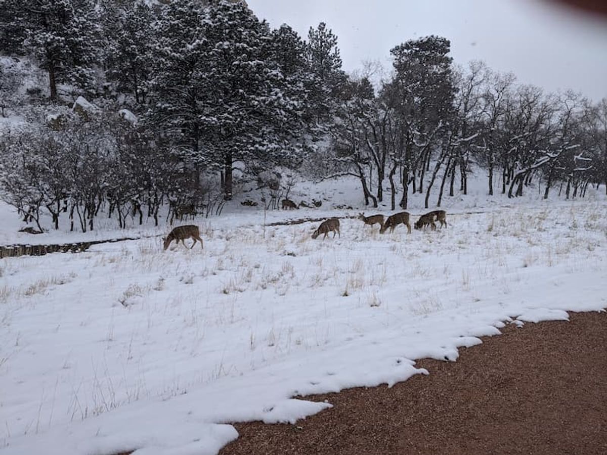 Ute Valley Park Volunteers Featured in Woodmen Edition cover image